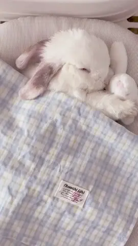 #Tatcha #xiahongshu #douyin #china #fpy #fpyシ #tiktok #cuterabbit #rabbit 
