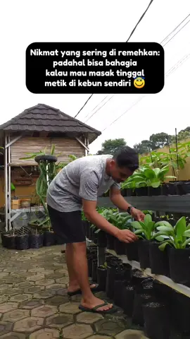Selalu bikin happy kalau udah berkebun di samping rumah... Apalagi kalau udah panen🥰 #garden #gardening #berkebun #berkebundirumahaja #berkebundirumah #berkebunhappy #menanam #menanamdirumah #fyp #fypage #fyptiktok #viral #viralvideos #viraltiktok 