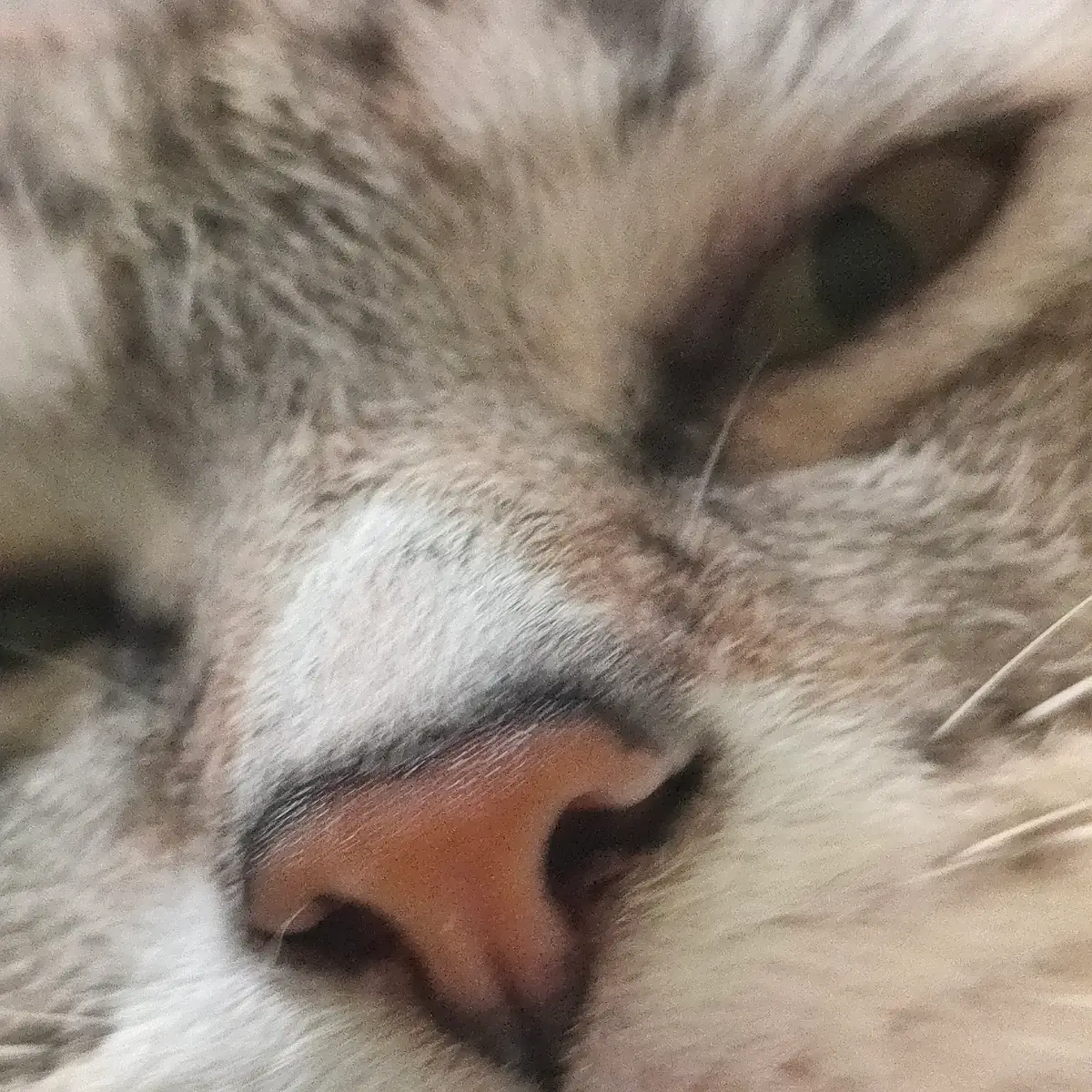 That's right! Just like a human fingerprint, every kitty's nose print is totally unique. Mind-blowing, right? 🤯 Show me your cat's unique snoot in the comments! 👇 #catsoftiktok #cattok #catfacts #DidYouKnow #catnose #PetsOfTikTok #cutecat #modernbabies #foreveryoneeverywhere 