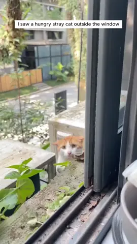 I adopted a stray cat #animal #animalsoftiktok #animallover #rescueanimals #cat 