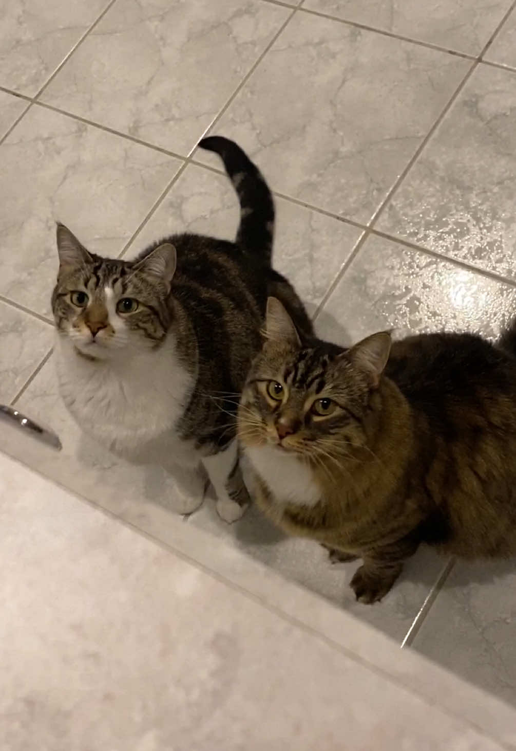 Throwback to when they were little kitttens planning to steal our French bread pizzas 🍕 #catsoftiktok #tabbycat #tabbymaincoonmix #brothercatsoftiktok #sneakycat #sneakycats #kittensoftiktok 