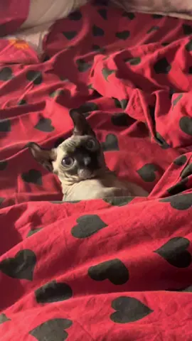 По-моему очень приятная находочка #лысикоти #кошка #сфинкс #лысипопи 