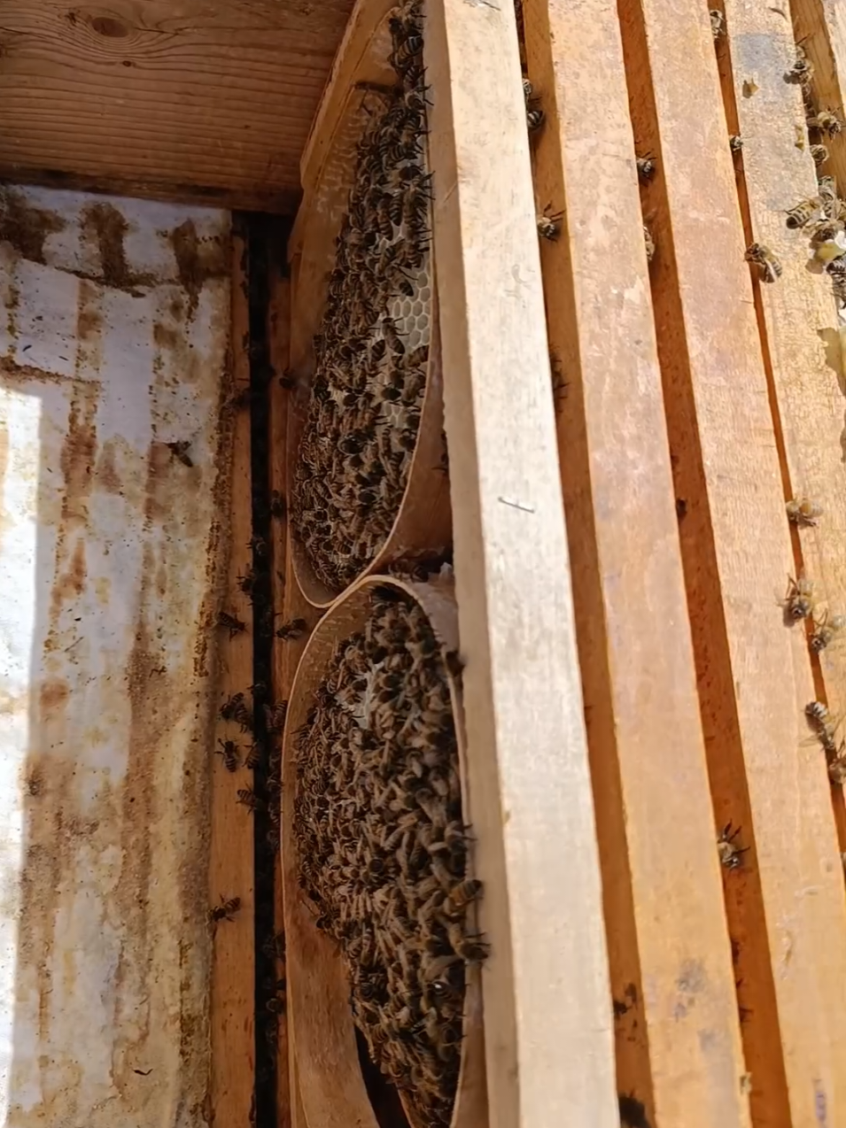 🍯 Arı karakovan bal çalışması  #viraltiktok #nia #fenomen #hakkari #sifa #canliyayin 