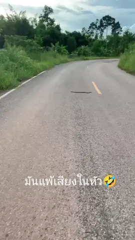 #ตลก #แพ้เสียงในหัว #มันสิให้แล้วนั่น #ฟีดดดシ #555  บอกแล้วอย่าดื้อ🤣