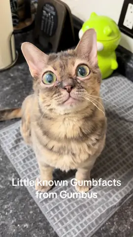 The best Gumbfacts!  #fyp #foryoupage #Gumbus #rescuekitten #kittensoftiktok #rescuecat #catsoftiktok 