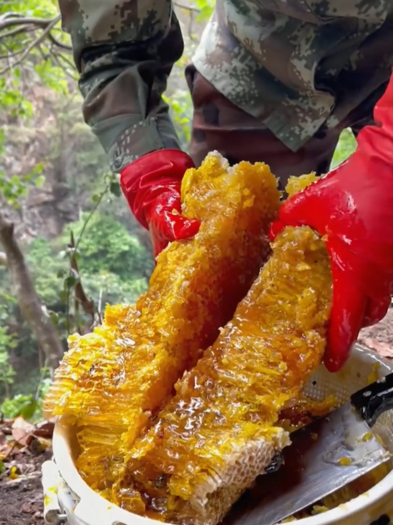 MIEL SILVESTRE DE 5 AÑOS: EL TESORO COLGANTE DE LOS ROBLES Durante cinco años, colonias de abejas en robles montañosos ensamblan panales profundos y añejan en sitio miel cruda con matices de azahar, rododendro y prímula. Apicultores escalan troncos, cortan celdas selladas y extraen este elixir lleno de enzimas y sabores únicos. #MielChina #MielDeBosque #ApiculturaArtesanal #MielPremium #CosechaSilvestre #Superalimento