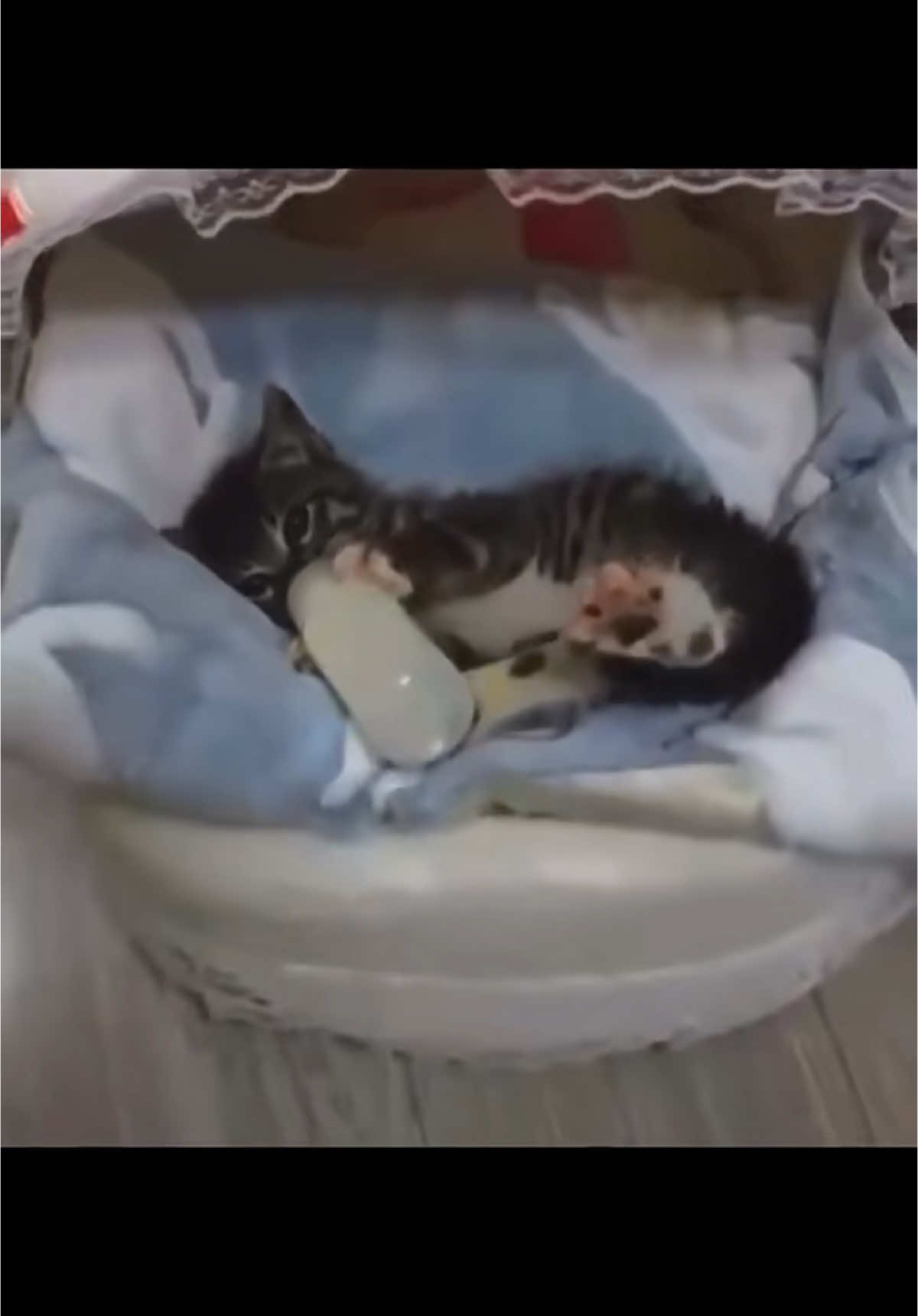 😸🍼#catlovers #catslovers #🐈 #cat #cat #catvideos #fypシ゚viral #fyppppppppppppppppppppppp #fyp #foryoupage #kucinglucu #xyzbca #kucingtiktok #kucing #fypシ 