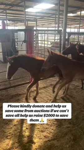 Actions speak louder than round ups. You donated and we did exactly what we said we’d do. Save them all. This is what it looks like when rescues start working together. We are quickly becoming unstoppable. Every rescue effort like this you get behind makes us better. We are doing more and doing it faster. 56 lives saved. The babies are building our infrastructure because our hearts are in the right place. Money doesn’t compel us, doing the right thing does and that is why this is working. We are building a community based on the foundation of goodness. We can all still hear the hyenas howling from the woods but we have formed a pride. Nature protects when you work together. This is becoming one ever-growing hunting party and what is it we want? What is it we are hunting? Well the slaughter pipeline my dears. We will shut you down. We are only getting bigger and louder. Rescuing hundreds collectively every month. I will send drones into the skies one day soon and help them all. No more throwing away horses. Or any animal for that matter. Wildlife welfare is about to change in a big way and the horses are the ones that are leading the charge. It’s fitting isn’t it. Of course they are. Horse power at its finest.  Let’s turn our heart towards the fighting 8 now. Support them by donating to their fundraiser and let’s pull them back to life and back to their friends. We have homes waiting for all of them. They just don’t know it yet. Long live the fighting 8❤️ long live them alllll