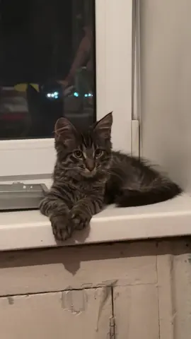 🐈‍⬛
