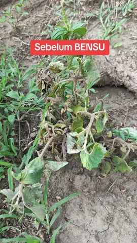 Pengobatan penyakit pada tanaman Nilam Menggunakan Bensu #nilam #kakigajah #layufusarium #bensu #petanimuda 