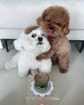 #pet #goonreview #cunyeu #shopthucung102 #poodle #fyp 
