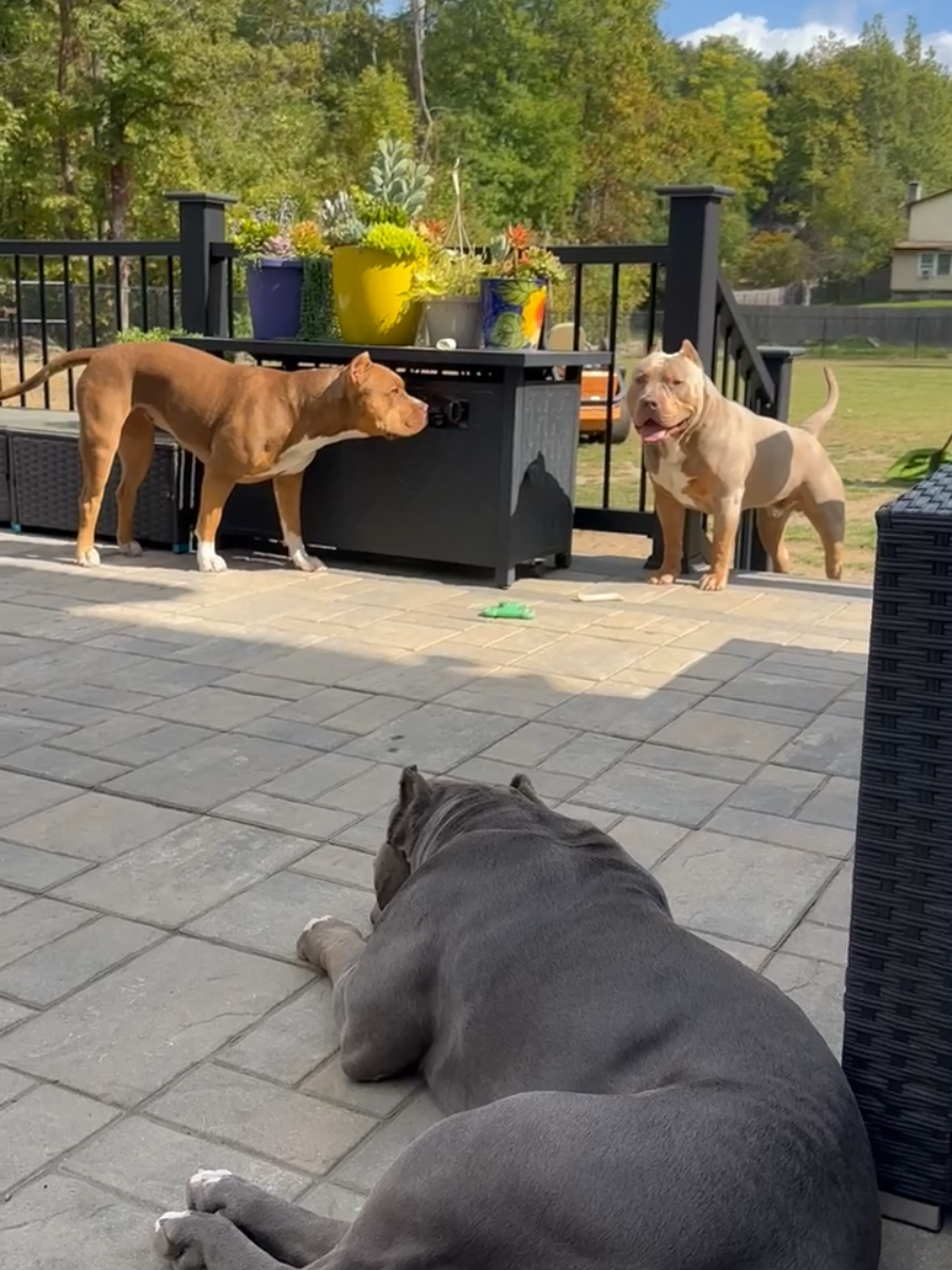 You're Supposed to mess with your siblings! 😂🤣 Littermates Nadia and Kilo 🥰🤣 🐾🐾 We Don't Find Homes for new Dogs...We Match Perfect Homes for Perfect Pups 😊 www.Burlesonbullies.com 🐾🐾 #BurlesonBullies #GotTex #FckSloppy #GotBurleson #USA 