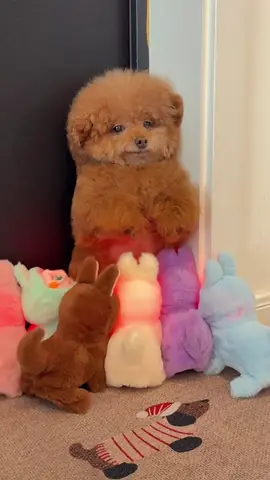 Surrounded by Labubu. #viral #trending #petitfam #funny #petitfamilys #happy #funnyvideos #teddy #labubu #pet #dogsoftiktok #viralvideo #pettoys 