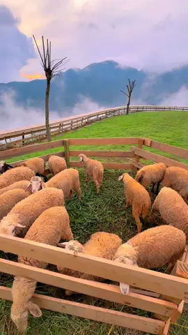 Cừu non lên sóng 🐑🐑🐑#CapCut #nongtraitamđao #banmay #farmtamdao #nôngtraiBanmay #reviewtamdao #tamđao #xuhuong #checkintamdao #xuhuong 