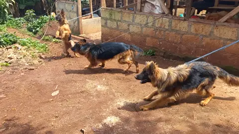 German shepherds are working dogs  ,the best protection and companion dog around . #securitydog #protectiondogs #guarddogsoftiktok 