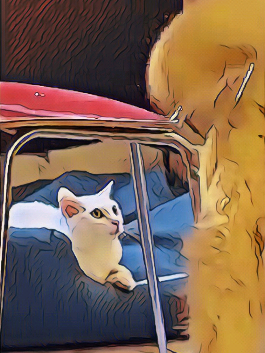 Stallo alla messicana e messigatta 🐕🐈 📹@genio_off #ziojohnny #doppiaggio #animali #roma #perte #neiperte 