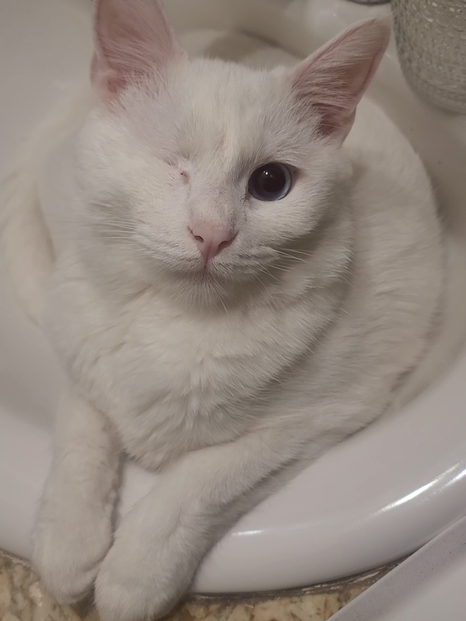 he's just a tiny little guy #oogi #oneeye #whitecat #fyp #cutie #catsoftiktok 