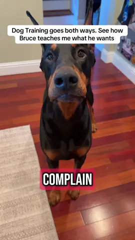 Bruce is like, after 3 yrs and you still can’t speak my language??? Bruce out here having to explain to me what he wants like I’m a toddler. That his @Bow Wow Labs bow wow buddy is life 😆 #bruceofrubydoobydo #brucethedoberman #doberman #dobermann #rubydooby_do #dogsofinstagram #showdogs   #HeSpeaksFluentSideEye #DogTrainingIsHumbling #BruceExplainsItAll #DobermanPatienceTest #SendHelpHeJudgingMe