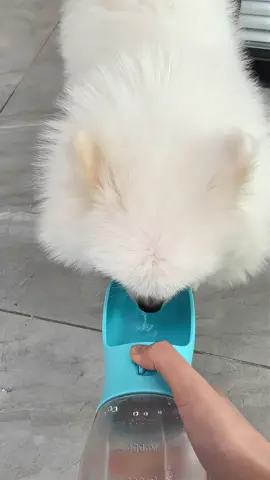 🐶💧 3-in-1 Portable Dog Water Cup – Hydration On-the-Go! 🦴🗑️ Make every walk easier with this multi-functional pet cup! It combines a water dispenser, snack container, and a garbage bag holder in one compact design — perfect for pet parents on the move. 🐾 ✅ Leak-proof water cup 💦 ✅ Snack storage for quick treats 🍖 ✅ Built-in waste bag dispenser 🧻 🎒 Lightweight, travel-friendly & pup-approved! 🛒 Click the link & make walks worry-free! 🔗 Link in biooo!!! #petgadgets #dogwaterbottle #petonthego #pets #petlovers #gadgets #amazon #amazonfinds #losangeles #lifehacks #shop 