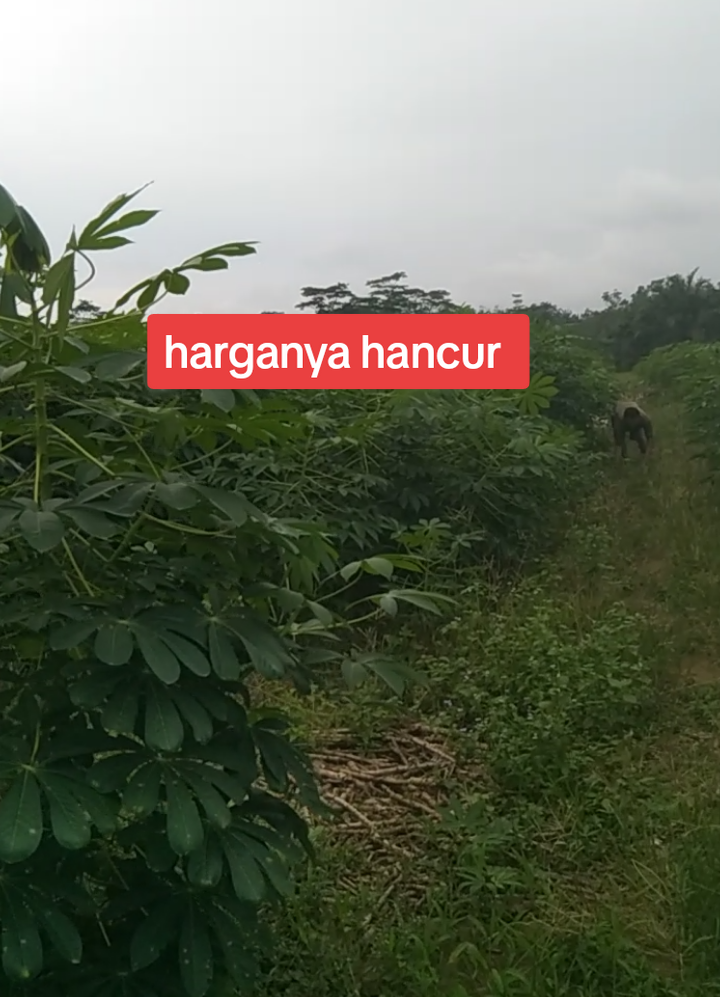 tanaman harus di rawat #petanimuda #petanisingkonglampung #tiktokviral 