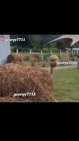 🤣🤣🤣