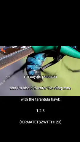 We all bumping Brave Wilderness in 2025 #bravewilderness #oldyoutube #viral #jupitertm #fyp #burma109o #coyotepeterson #stingzone #tarantulahawk 