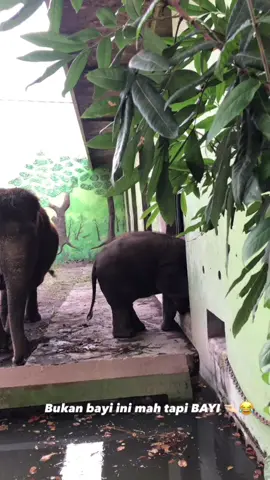 Plis pengen bawa pulang rocky 😩🙏🏻  #gajah #anakgajah #kbs #kebunbinatangsurabaya #bayigajah #rockybayigajah #surabaya  