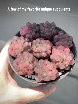 A few of my favorite unique succulents!  #weirdflowers #naturelovers, #bizarreplants #flowerpower #oddities #succulent #succulents #succulentsoftiktok 