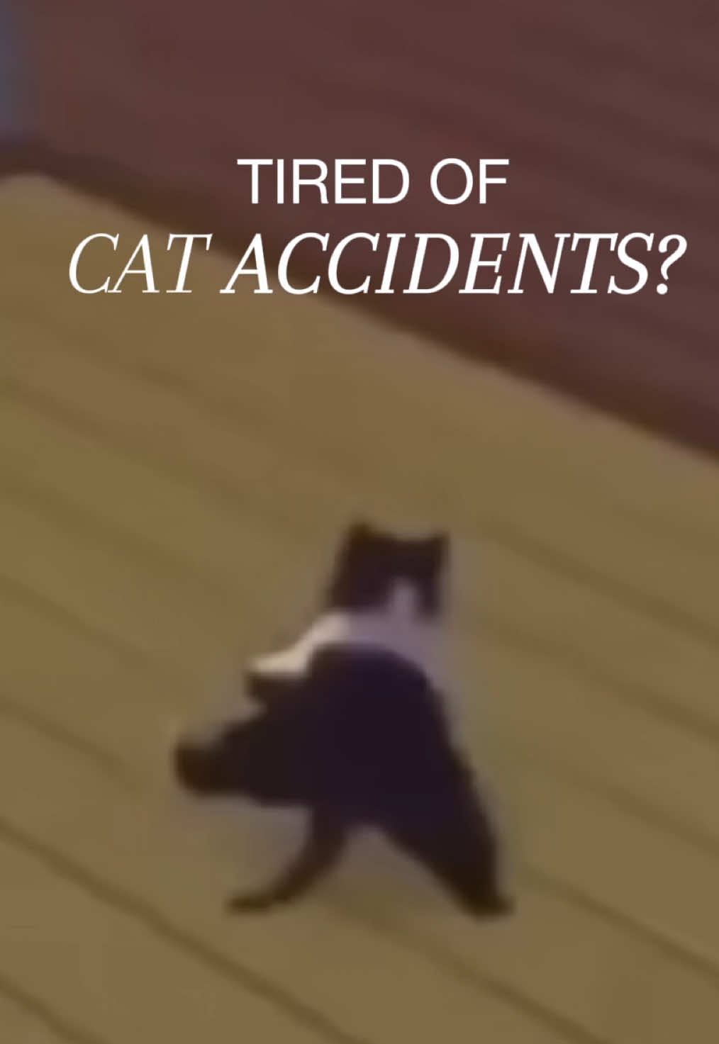 Your cat could be going back to the same spot for this reason🐈🧼 #cats #catsoftiktok #cattok #cleaningmotivation #clean #cleaningtips 