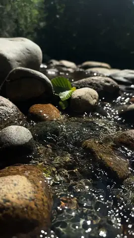 Make each day count! It’s blessing that we woke up and get to experience it. There is so much to be grateful for ❤️  #nature #naturephotography #naturetherapy #slowmotion #river 
