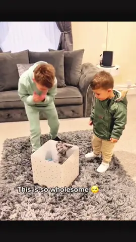 surprise gift 🎁 #dogs #cats #PetsOfTikTok 