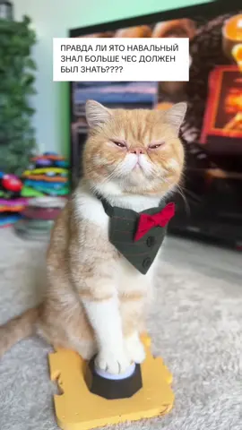 #харитон #cat #talkingbuttons #straykids #funnycat #catsoftiktok #straykidsstay #catplay #дрессировкакота #reactioncat #reaction #talkingcat #cat #говорящийкот 