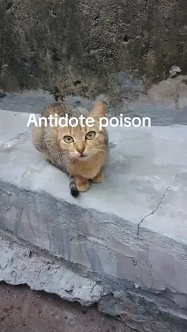 Antidote poison  tree très puissant #tiktokviral  #ghanatiktok🇬🇭 #fpy 
