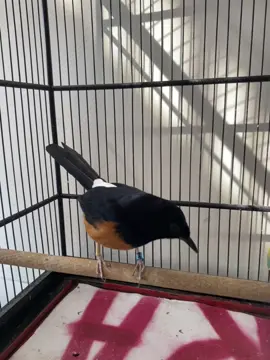 🔥 #fotolive #fyp #muraibatu #sidoarjo  