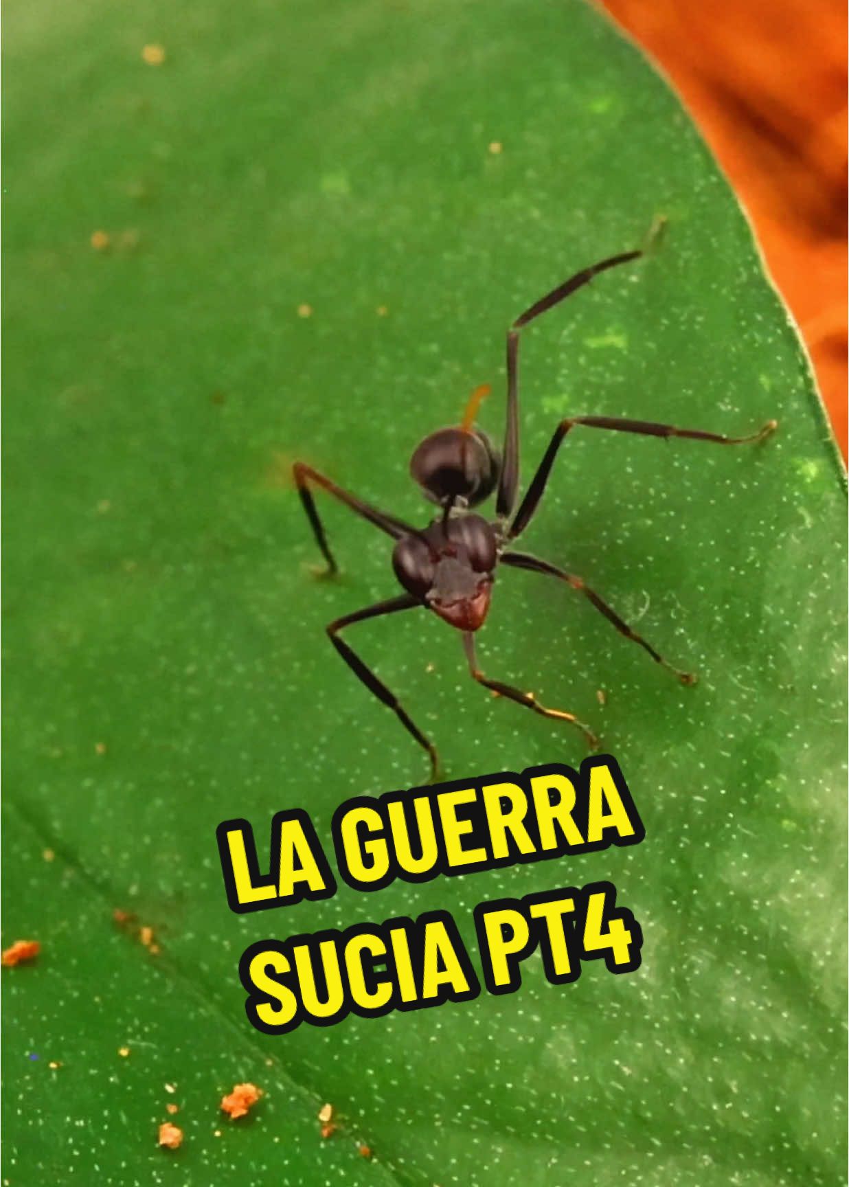 La guerra sucia pt 4 #hormigas #hormiguero #ninja #anthouse #documental #curiosidades #bichos #insectos #viral 