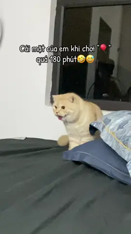 Hahha chơi mệt lè lưỡi luôn😂 #muoiyeuoi #bonglantudongchomeo #dochoichomeo #meoxinh #lovecats #catsoftiktok #meocam #cats #nuoimeo #giaitritiktok 