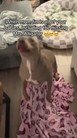 #pittielove #pittie #pitbullsoftiktok #pitbull #dogsoftiktok #pittieprincess #rescue #fyp #dog #puppy 