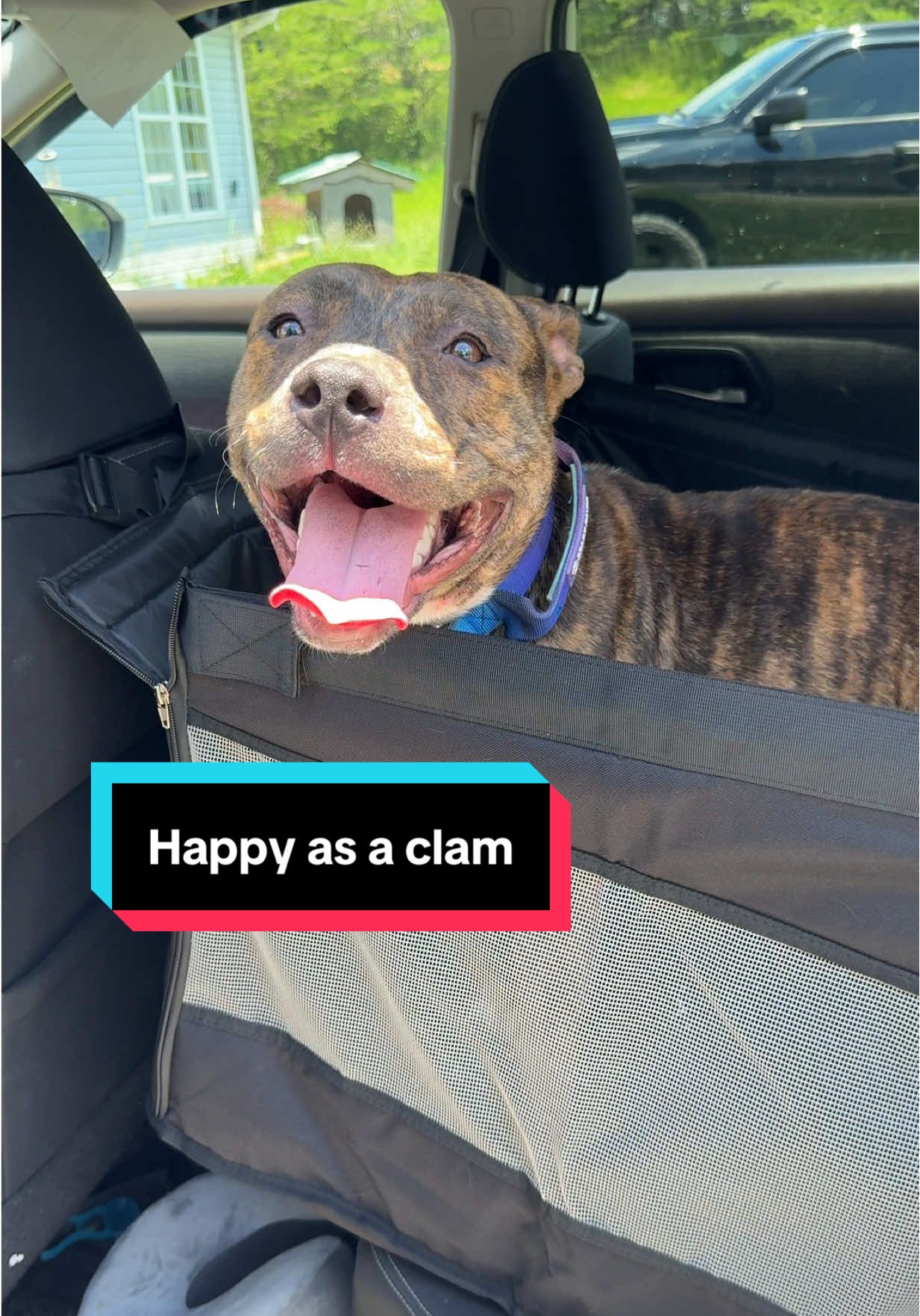 I don't want to clean up my own kids puke... let alone dog puke 🤮🤢🤢🤢  #pitbullsoftiktok #pitbull #dogcarseat #travelingwithdogs #dogmom #puppylife #travelwithpets #petlife #cozyvibes 