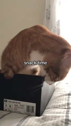 orange cat behavior #cat 