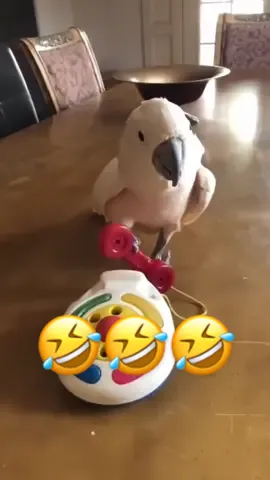 Part 19 | It's so funny 🤣🤣 #funny #funnyvideos😂 #animalsoftiktok #parrot #parrotsoftiktok #funnypets #funnyparrot #bird #pets #fyp #viral 