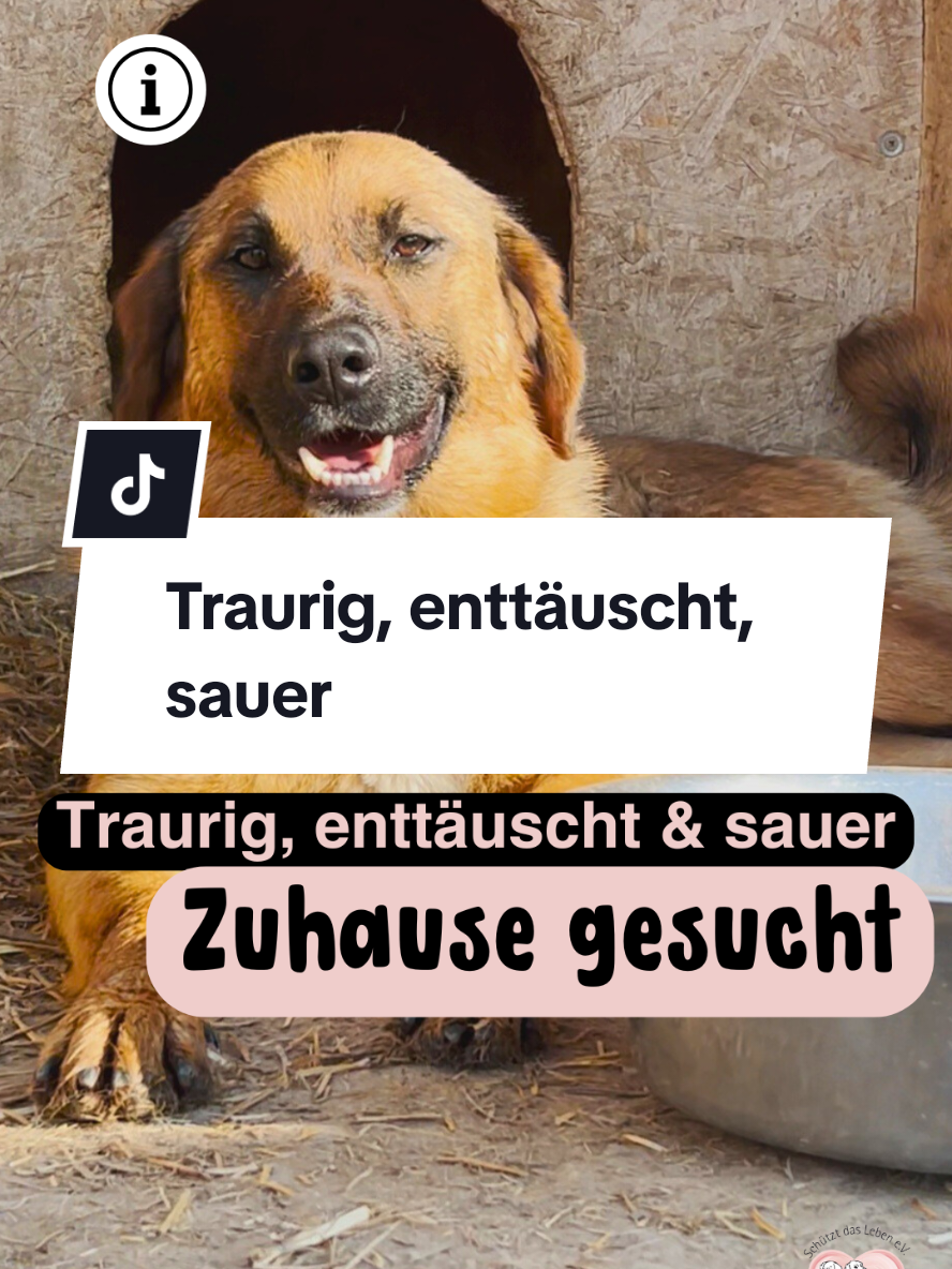 #rescuedog #dog #tierschutz #tierschutzverein #auslandstierschutz #adoptme #adoptdontshop #straßenhunde #hundevermittlung #zuhausegesucht 