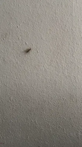 Never a moment of peace. Not one. #fyp #centipede #bugs #insects