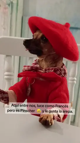 Pachito franshuaaa. #pachito #teamo #parati #tiktok #pinscher #frances #dog #mibebé #valerinacapuccina