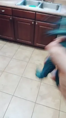 Duet me but it has to be evil adagio dazzle