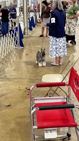 First day of the show weekend! Zara got some more experience, and Enzo and Katherine took Best of Opposite today. Such a fun day — and it’s also Billy and my 33rd anniversary. Proud of my doggies and so grateful for Billy. Love you! 🥰 #SkylineGiantSchnauzers #DogShowWeekend #BestOfOpposite #ProudBreeder #33YearsAndCounting