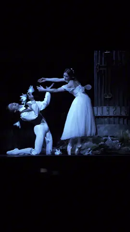 majestueux! #ballet #ballerina #giselleballet #pasdedeux #balletdancer #balletcore #swanlake #romeoandjuliet #royalballet #nutcracker #fypdong #fyy #aesthetic 