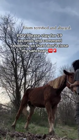 One of my favorite glow ups and transformations is Arlo ❤️. Arlo is a special boy who has gained the love of many (especially @jclevitan), and he has overcome numerous battles both physically and mentally. When he was first rescued last spring, he was extremely malnourished and whenever someone would approach him he would back onto his haunches so far that he would almost fall over. At first we were worried he was possibly neurological, but we quickly understood that this was a nervous tick driven by fear and traum@. Someone had severely hurt Arlo and he was so scared of being touched that he would back himself away as far as he could. All love and trust is earned, but when you earn it from someone like Arlo who was so wronged by the world.. it truly is the greatest honor.  Arlo is now one of the alpha horses and he protects Max, Doc and his fellow herd mates. He is strong and beautiful, and has embraced the life of being loved. You can still see he occasionally leans back onto his haunches but he quickly regains his confidence and composure, and we always tell him “no one hurts Arlo here”.  . . We are all so proud of you sweet boy ❤️ Thank you for protecting your brothers and sisters.  . . Also how cute are Rowan and Ella in the background waiting their turn 🥹 . . Hope you all had such a great weekend HHHH family ❤️  #transformation #healing #horselover #horselove #horserescue #rescuer #belgianhorse #drafthorse