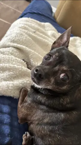 🐕 #CapCut #chihuahua #dog #puppy #pet #doggy #pup #foryou #fyp #daddio4lyfe #foryoupage 