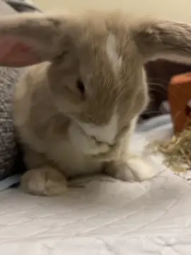 🥹 #keşfet #tavşan #fyp 