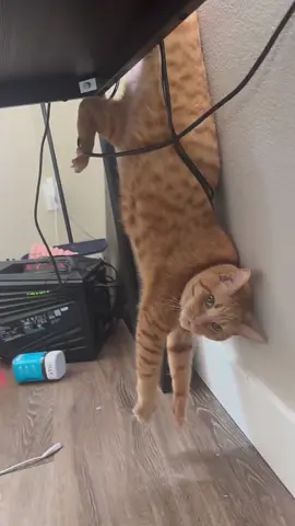 Cat needs help #cat #carlover #cutecat #cats #catsoftiktok #funnycat #pet #fyp #funnyvideos #funnyanimals #foryou 